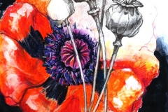 Poppies