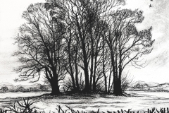 Winter-Trees