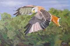 Eagle