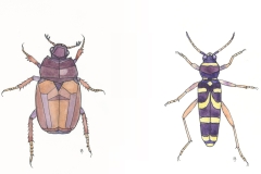 BEETLES-F-A-Jackson