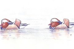 Mandarins-F-Jackson-copy