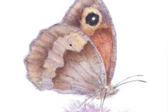 Meadow-brown-F-A-Jackson
