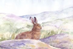 Mountain-hare-mountain-habitat-F-A-Jackson-copy