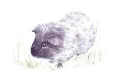 Nano-pig-F-A-Jackson