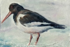 Oyster-catcher